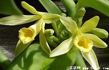 江北香子兰（香荚兰）的花语