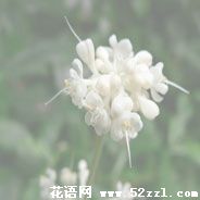 江北杜若花的花语