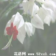 江北龙吐珠的花语