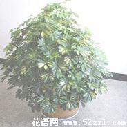 江北鹅掌柴的花语