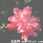 江北杜鹃花的花语