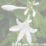 江北晚香玉（夜来香）的花语