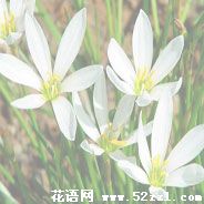 江北葱兰的花语