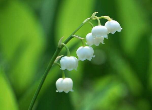 江北铃兰花花语