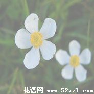 江北银莲花的花语