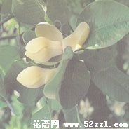 江北优昙花（山玉兰）的花语